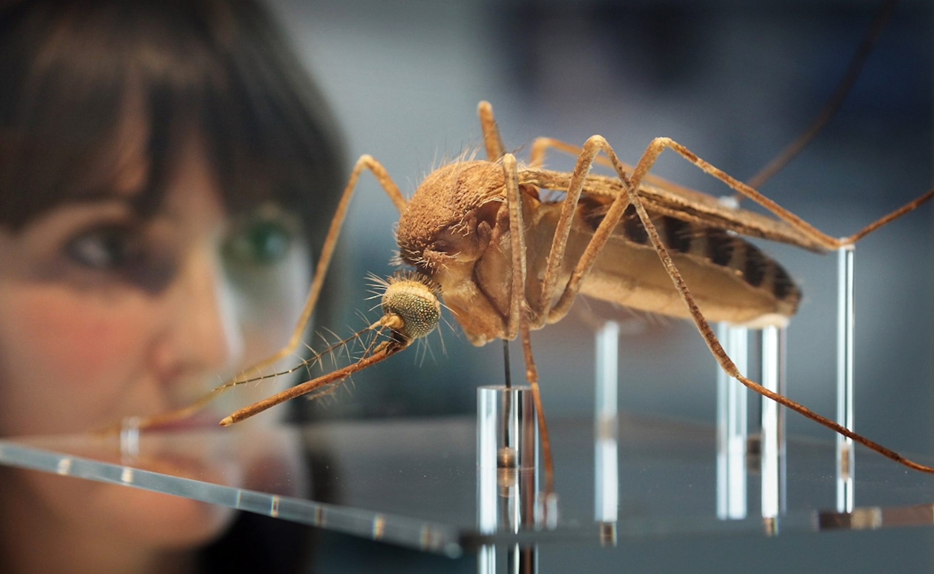 Comune di Trieste, Museo di Storia Naturale