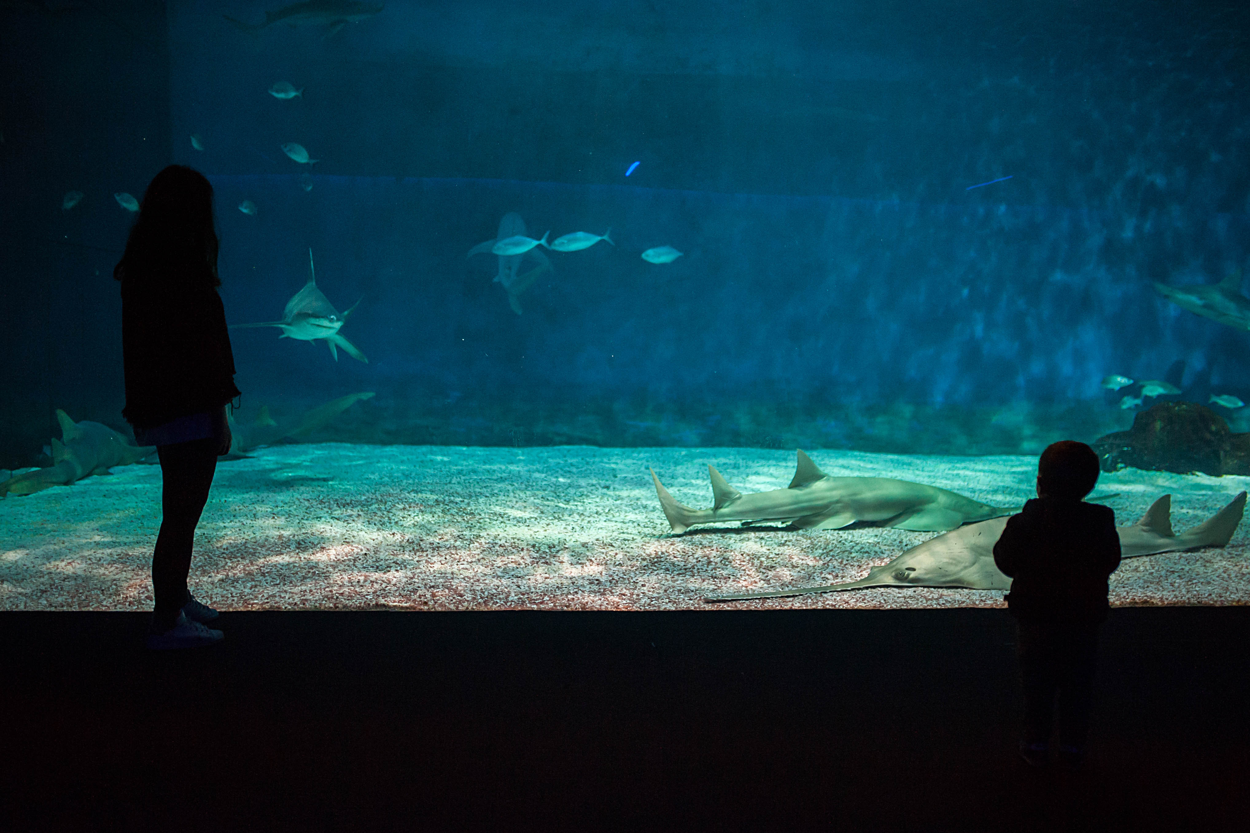 Costa Edutainment - Acquario di Genova