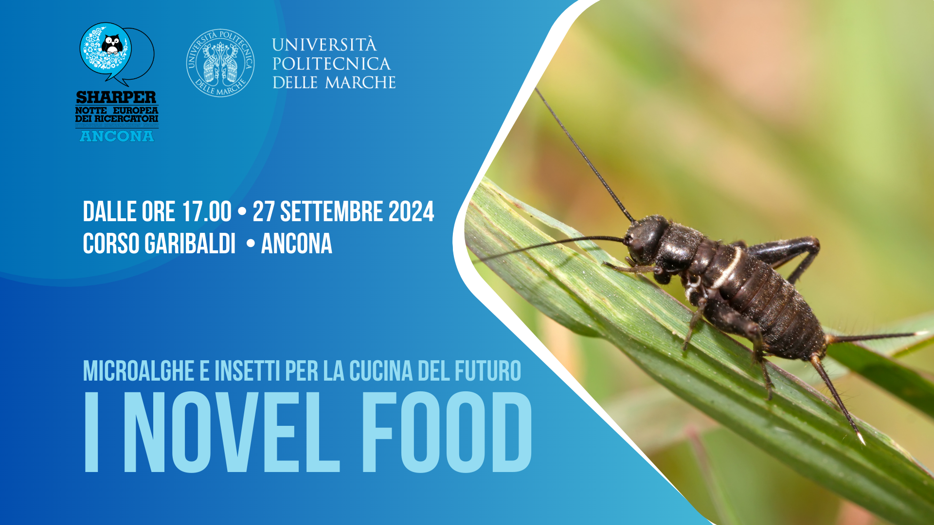 I novel food: microalghe e insetti per la cucina del futuro