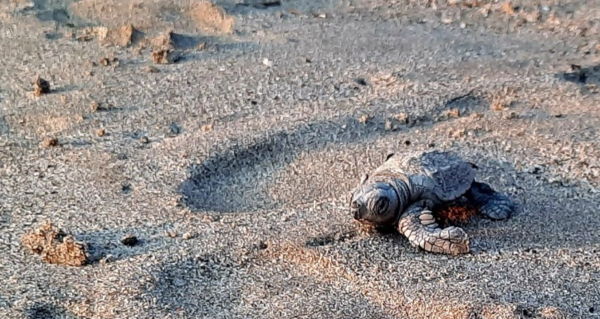 ARPAL Agenzia regionale per la protezione dell'ambiente ligure