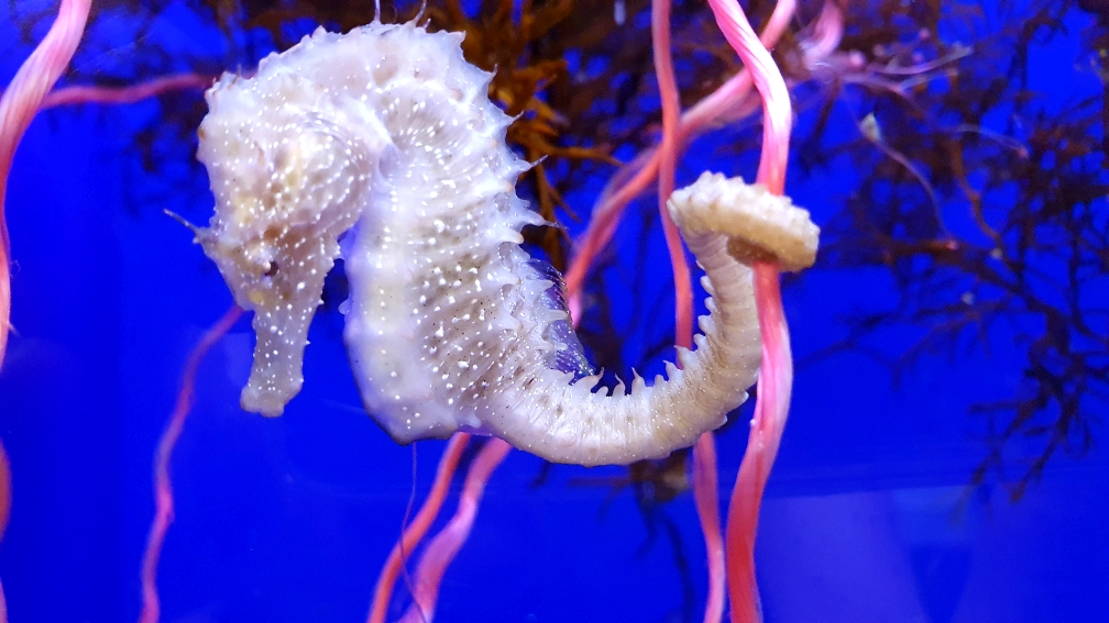 Costa Edutainment - Acquario di Genova