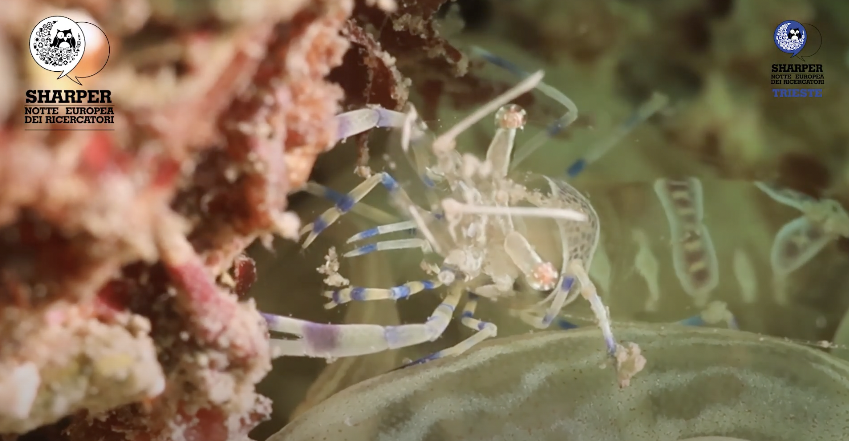 GUARDIANI DEL MARE: RIPRISTINI E CONSERVAZIONE DI SPECIE E HABITAT IN ALTO ADRIATICO – Università diTrieste